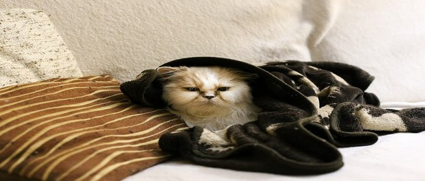 ดูแลสุขภาพแมวหน้าหนาว