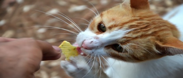 อาหารต้องห้ามของแมว