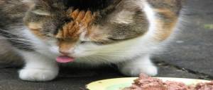 อาหารที่เป็นพิษกับสุขภาพของน้องแมว